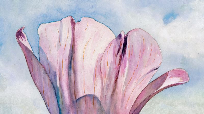 a gentle watercolor painting of a flower's petals